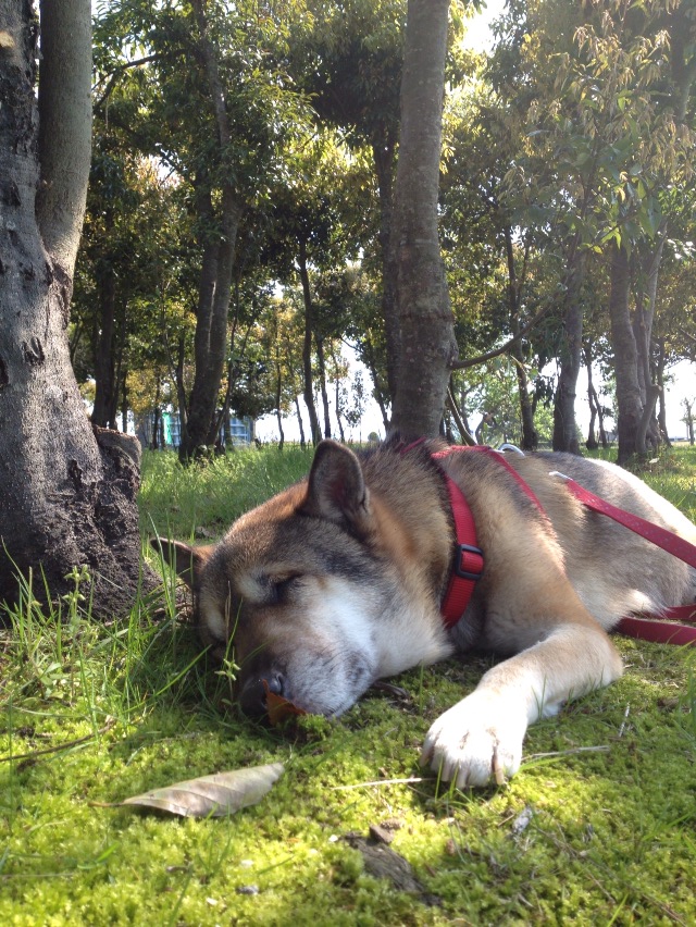 f:id:kamemochi:20200515094036j:plain