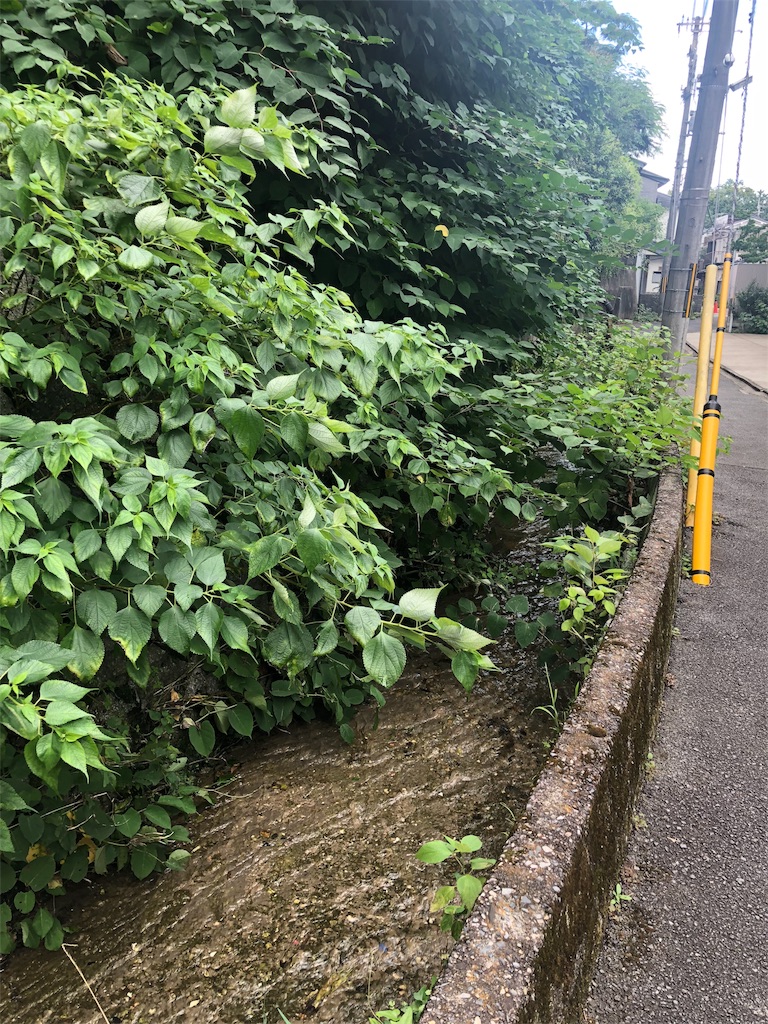 f:id:kamemochi:20200803191548j:image