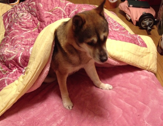 f:id:kamemochi:20201129214509j:plain