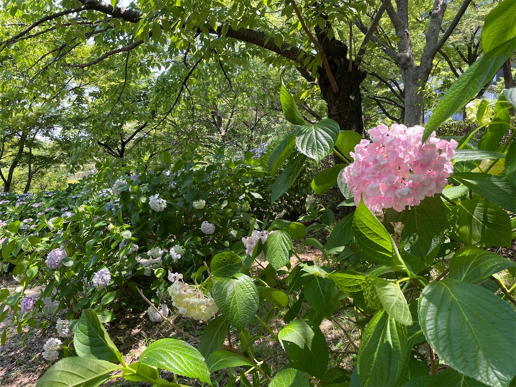 f:id:kamemochi:20210623231204j:image f:id:kamemochi:20210623231204j:image