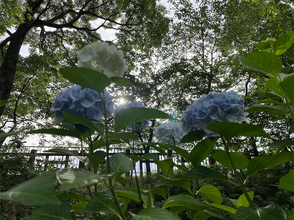 f:id:kamemochi:20210623231230j:image f:id:kamemochi:20210623231230j:image