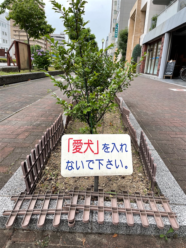 f:id:kamemochi:20210629141211j:image