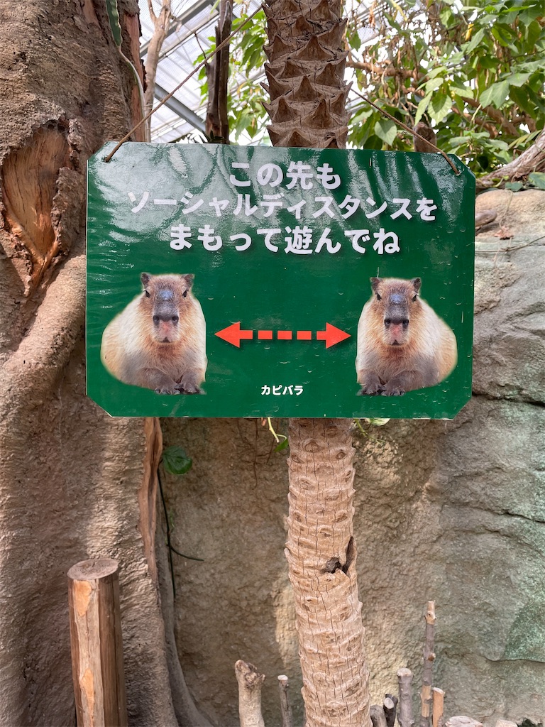 f:id:kamemochi:20220406123421j:image