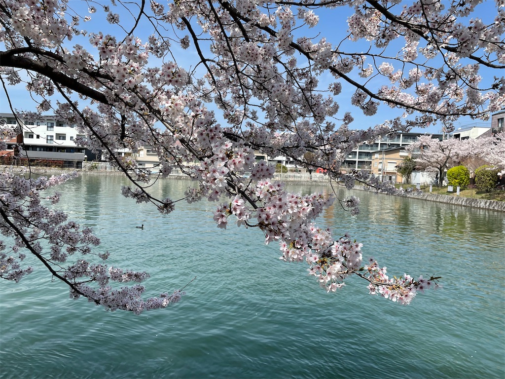 f:id:kamemochi:20220410165307j:image