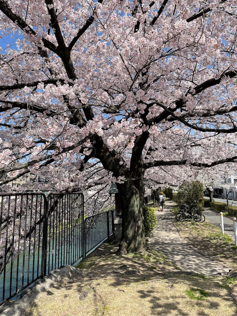 f:id:kamemochi:20220410165324j:image