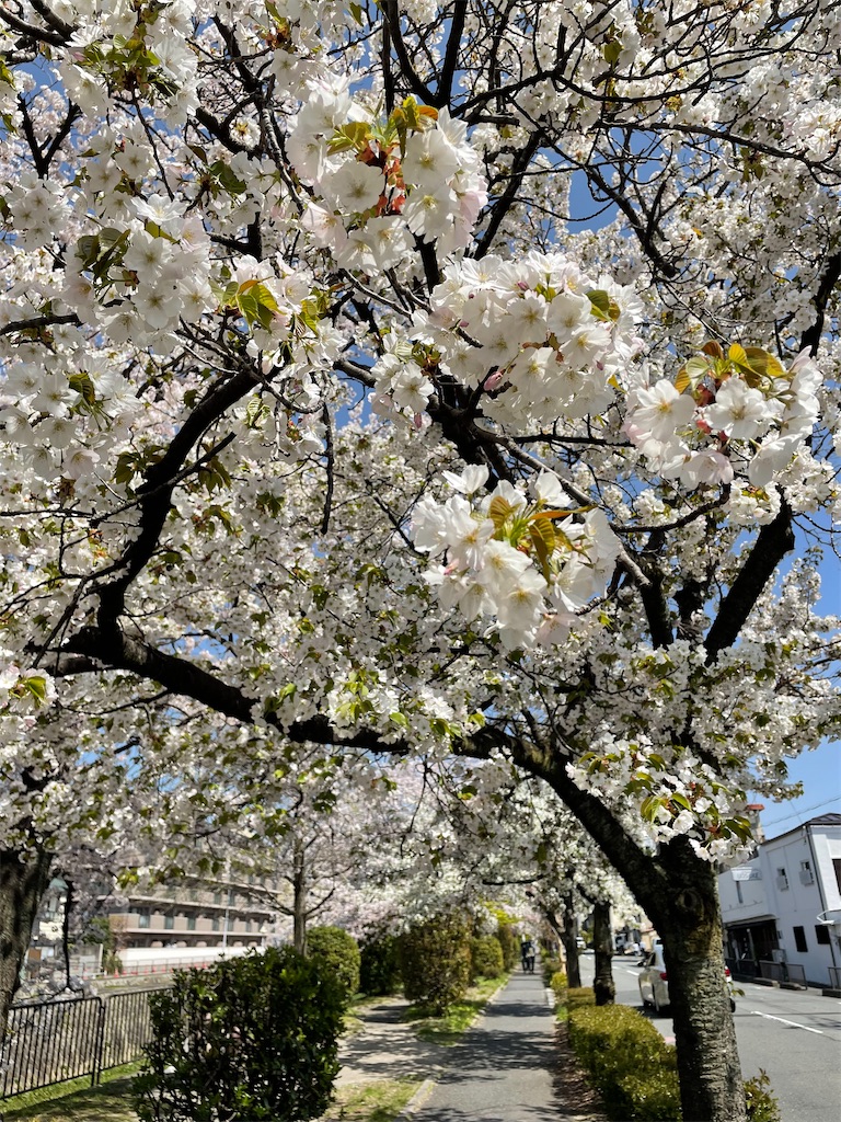 f:id:kamemochi:20220410165330j:image