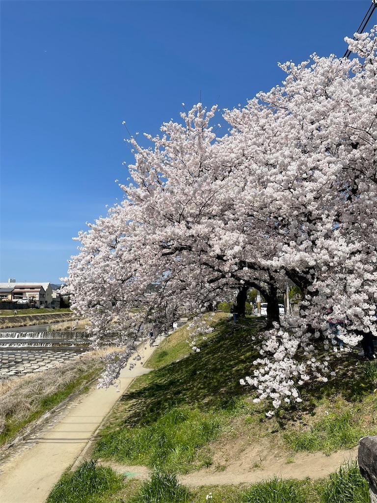 f:id:kamemochi:20220410165334j:image