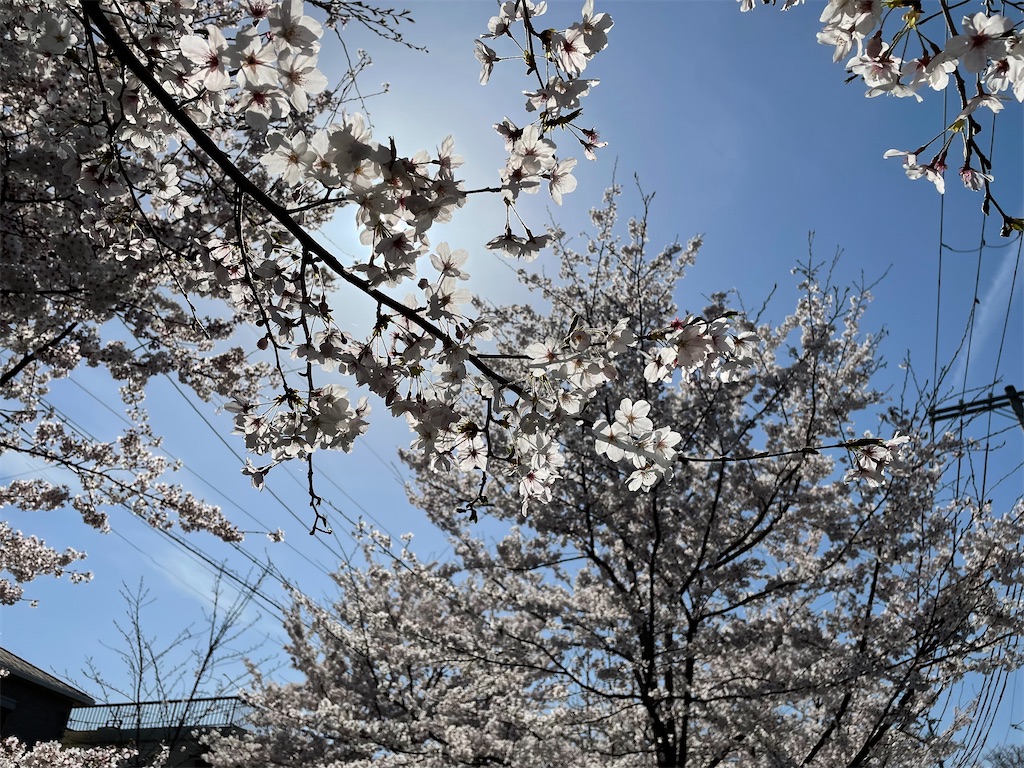 f:id:kamemochi:20220410165617j:image