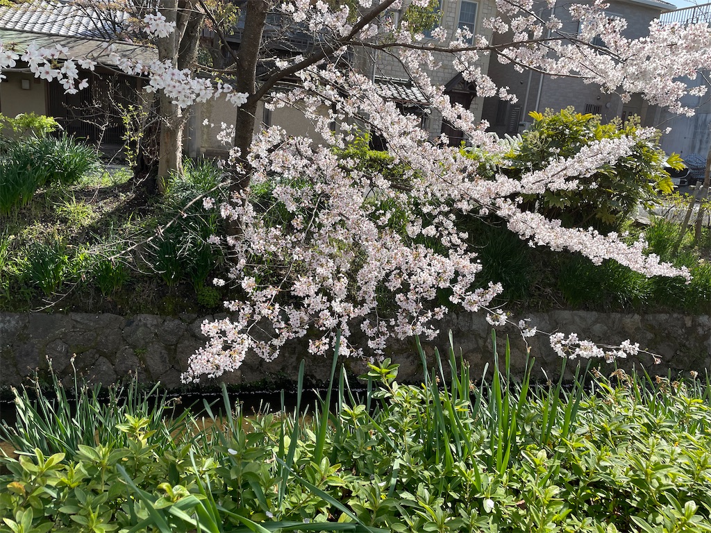 f:id:kamemochi:20220410165625j:image