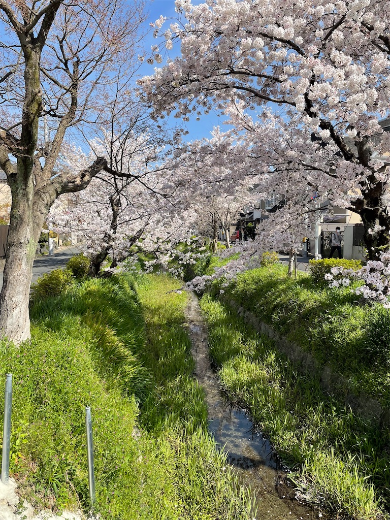 f:id:kamemochi:20220410165629j:image