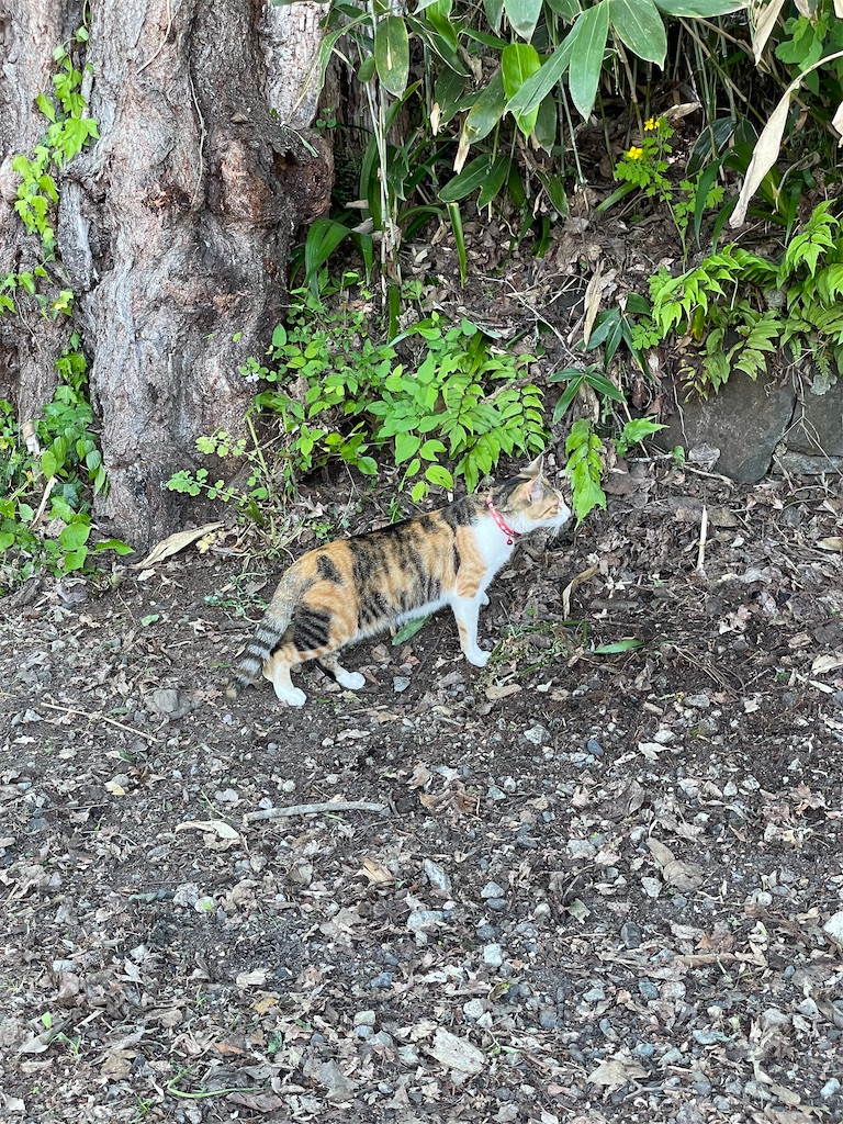 f:id:kamemochi:20220530144006j:image