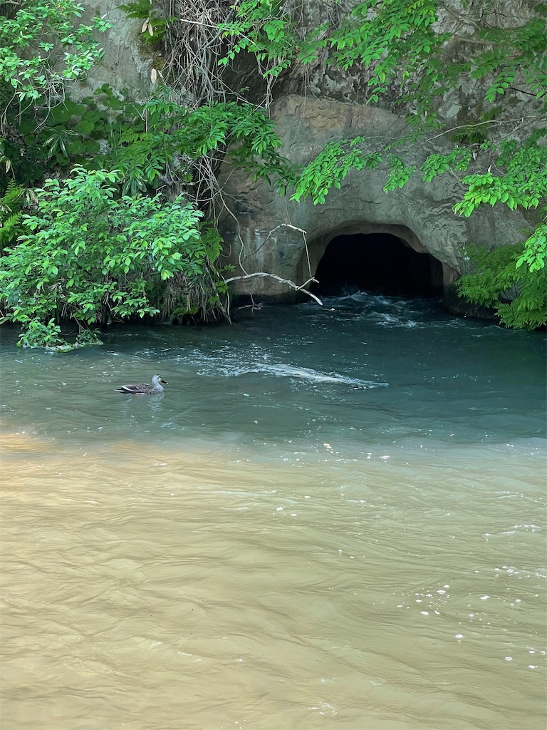 f:id:kamemochi:20220602002237j:image