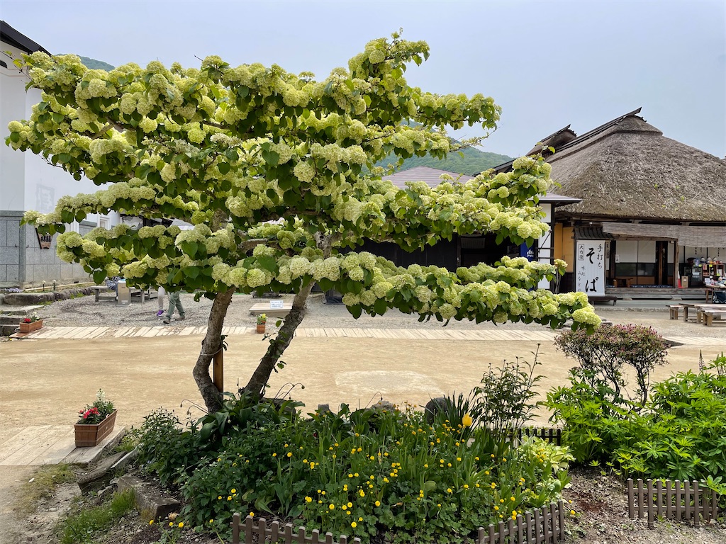 f:id:kamemochi:20220608224245j:image f:id:kamemochi:20220608224245j:image