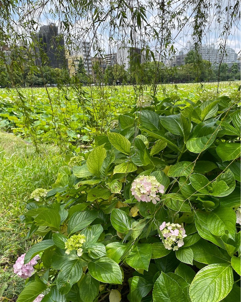 f:id:kamemochi:20220702002136j:image f:id:kamemochi:20220702002136j:image
