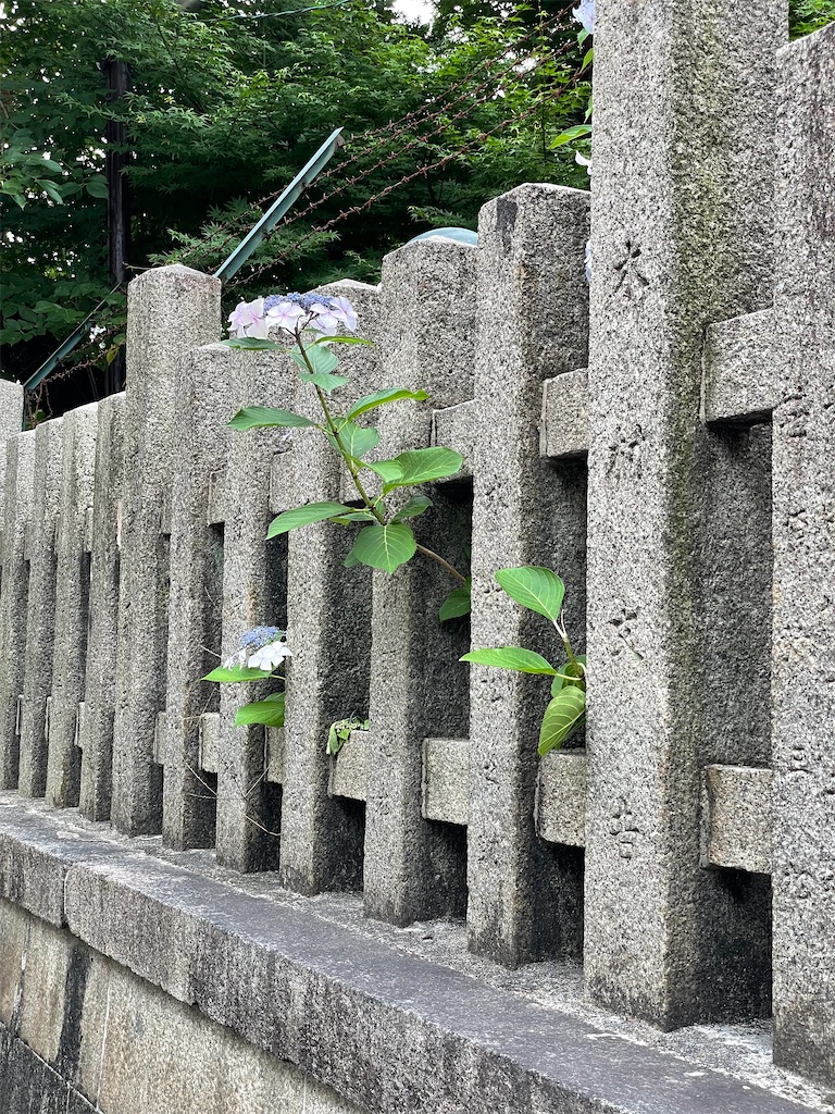 f:id:kamemochi:20220702002146j:image f:id:kamemochi:20220702002146j:image