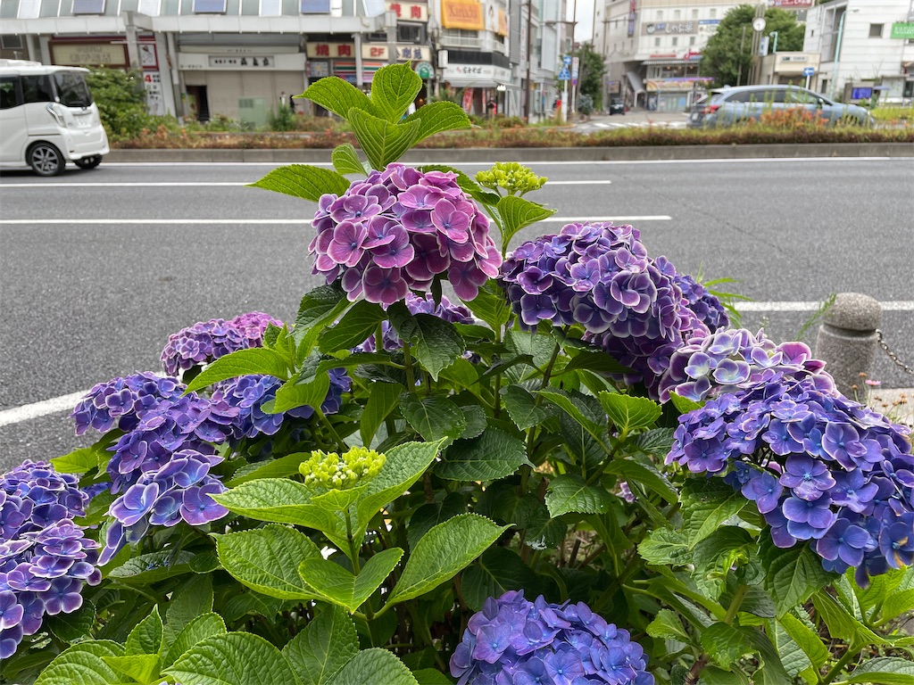f:id:kamemochi:20220702002208j:image f:id:kamemochi:20220702002208j:image