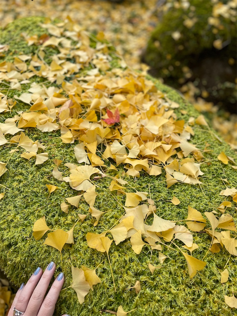 f:id:kamemochi:20221204111444j:image