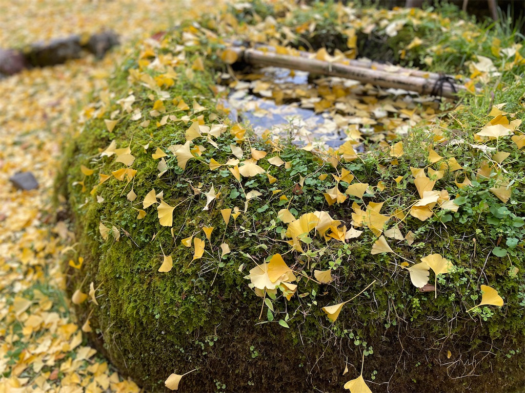 f:id:kamemochi:20221204111453j:image