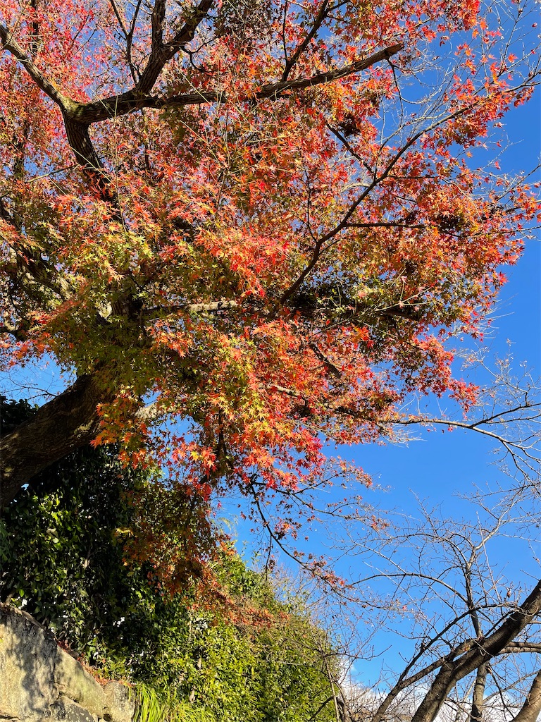 f:id:kamemochi:20221204112444j:image