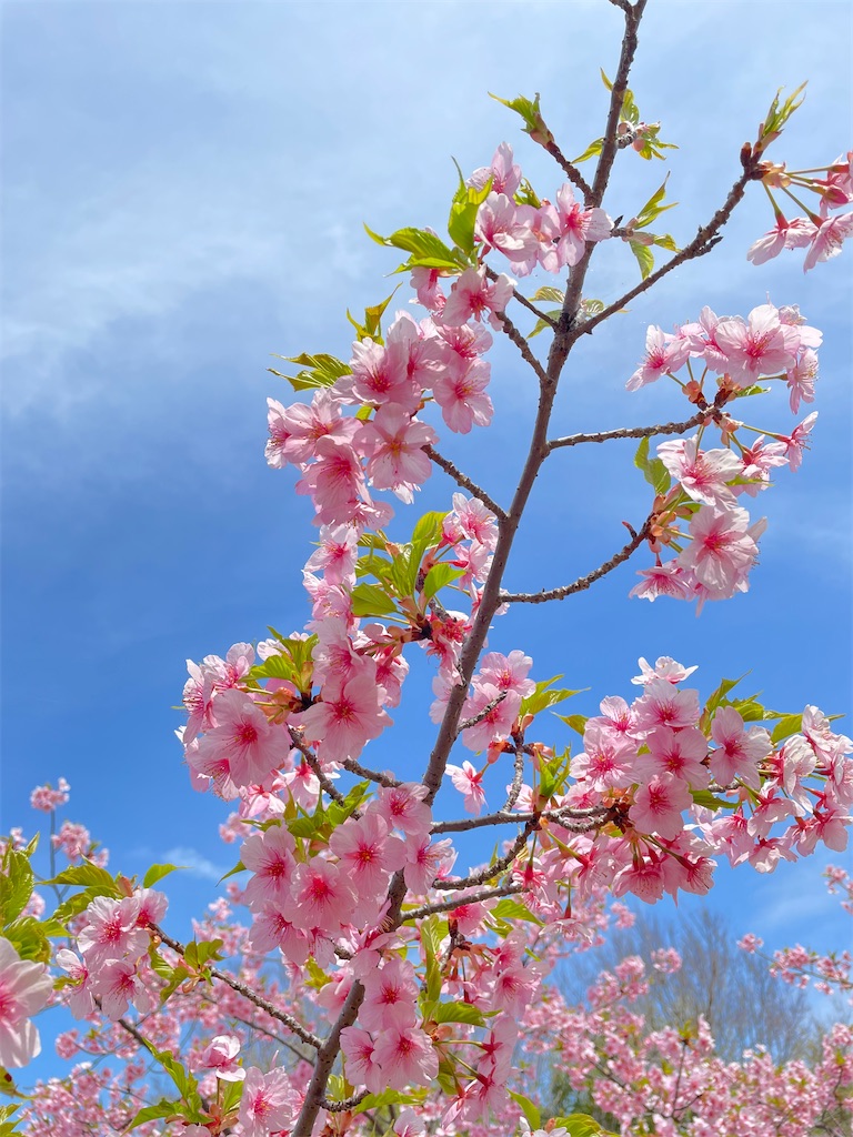 f:id:kamemochi:20230331200033j:image