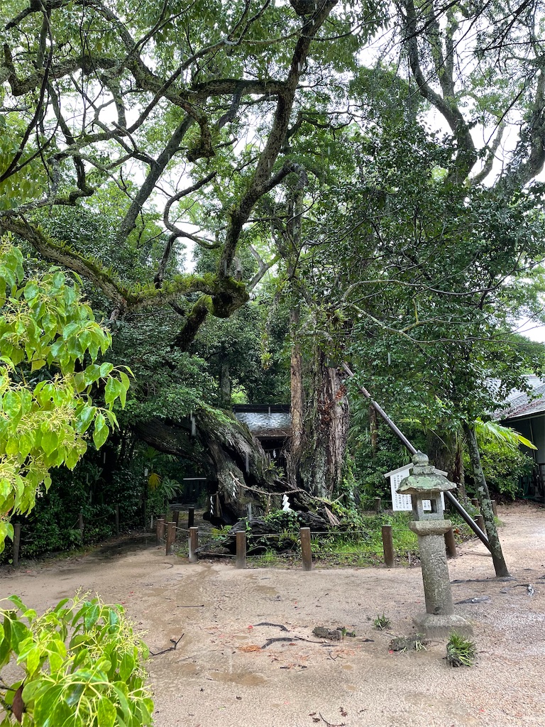 f:id:kamemochi:20230705094414j:image