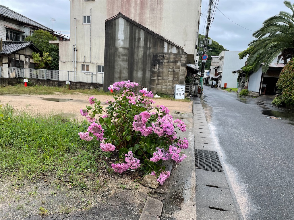 f:id:kamemochi:20230708135542j:image