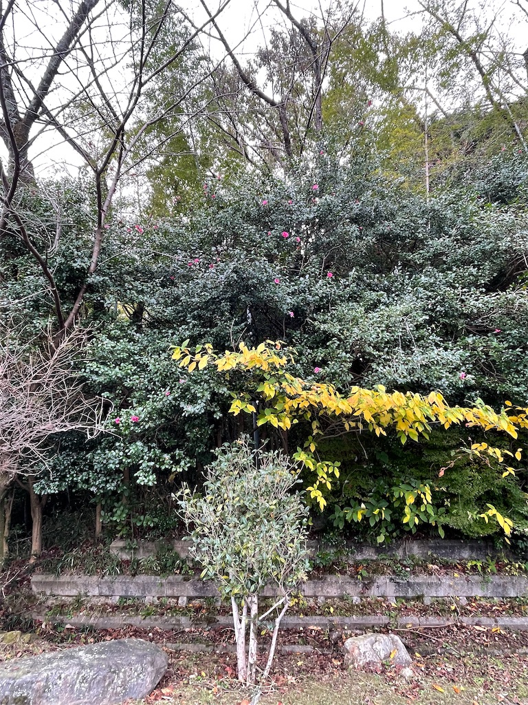 f:id:kamemochi:20231120225002j:image