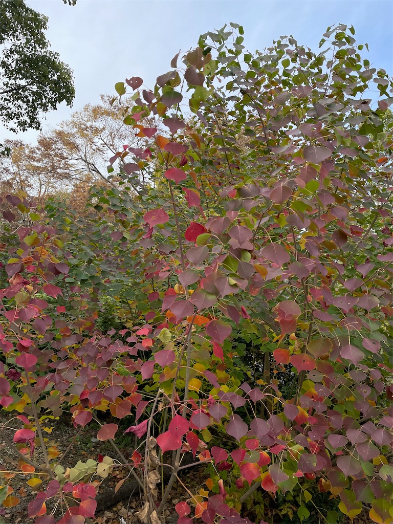 f:id:kamemochi:20231120225009j:image