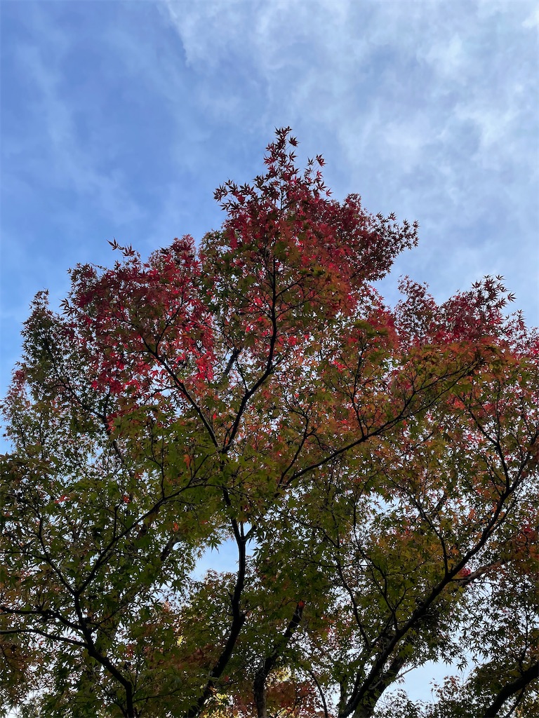 f:id:kamemochi:20231120225015j:image