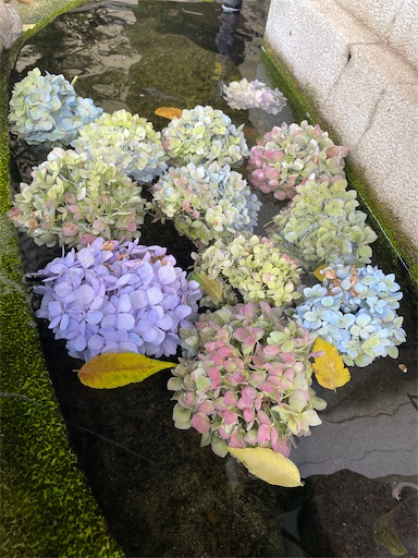 f:id:kamemochi:20240723200924j:image