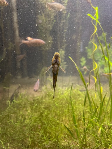 f:id:kamemochi:20241012093837j:image