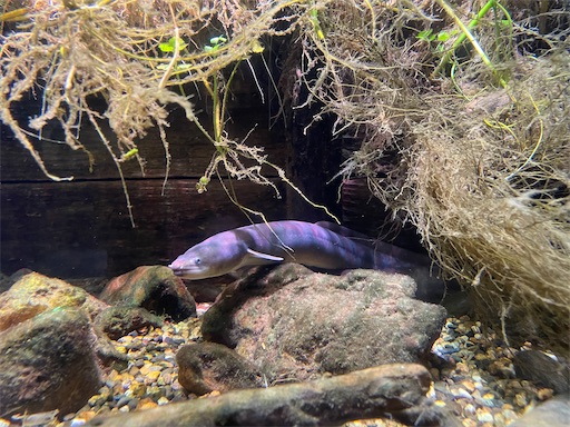 f:id:kamemochi:20241012093858j:image