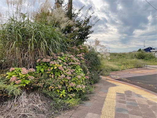 f:id:kamemochi:20241012093917j:image