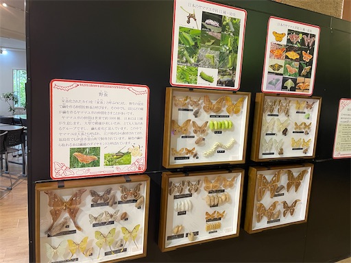 f:id:kamemochi:20241012094015j:image