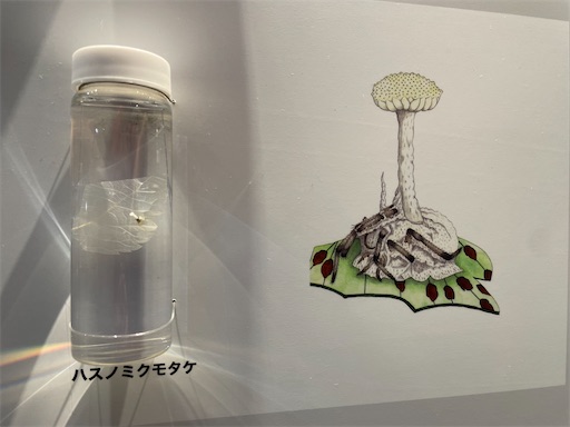 f:id:kamemochi:20241012094025j:image