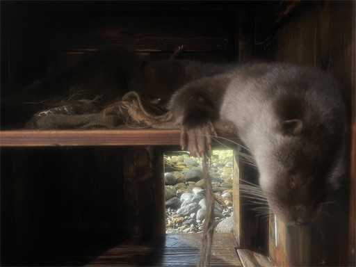 f:id:kamemochi:20241012094041j:image