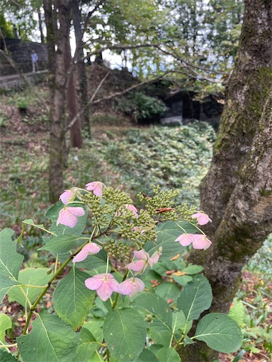 f:id:kamemochi:20241012204940j:image