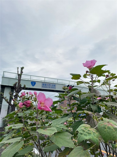f:id:kamemochi:20241107212042j:image