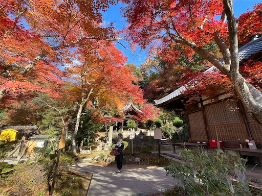 f:id:kamemochi:20241229090130j:image