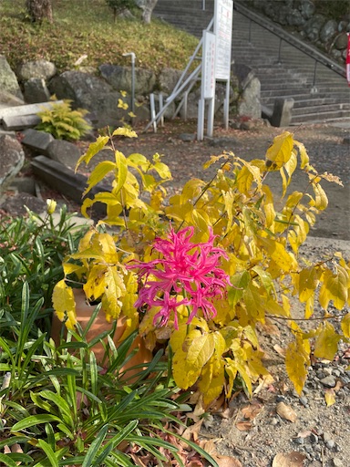 f:id:kamemochi:20250106193258j:image