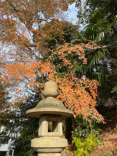 f:id:kamemochi:20250106200204j:image