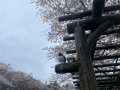 f:id:kamemochi:20250416085455j:image f:id:kamemochi:20250416085455j:image