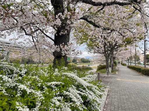 f:id:kamemochi:20250416090836j:image