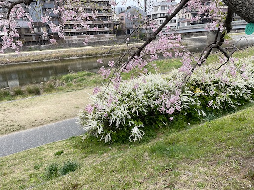 f:id:kamemochi:20250416090845j:image