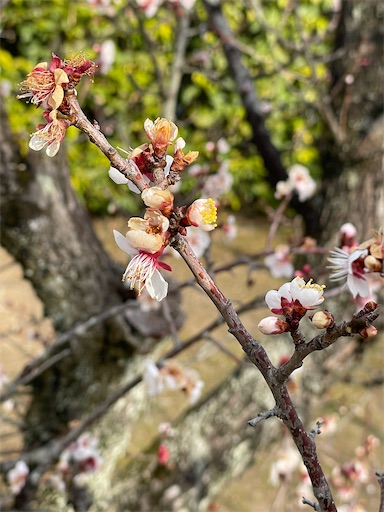 f:id:kamemochi:20260313165441j:image