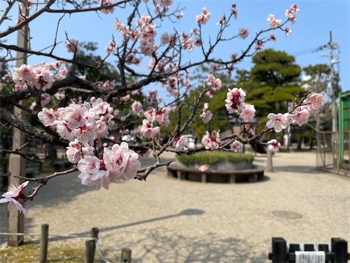 f:id:kamemochi:20260331201240j:image