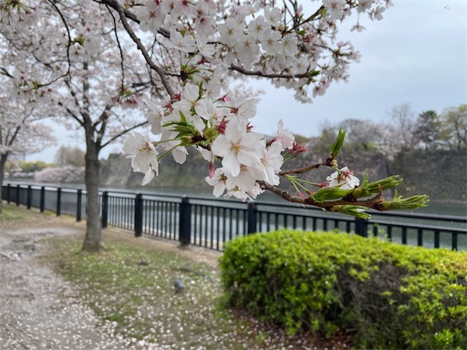 f:id:kamemochi:20260410123039j:image