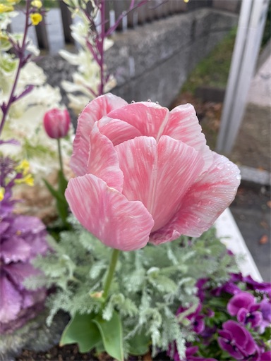 f:id:kamemochi:20260410123045j:image