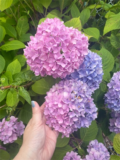 f:id:kamemochi:20260722193422j:image