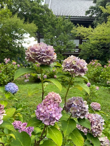 f:id:kamemochi:20260722193430j:image